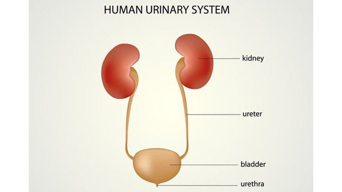 Ureter dan Uretra, Apa Bedanya?