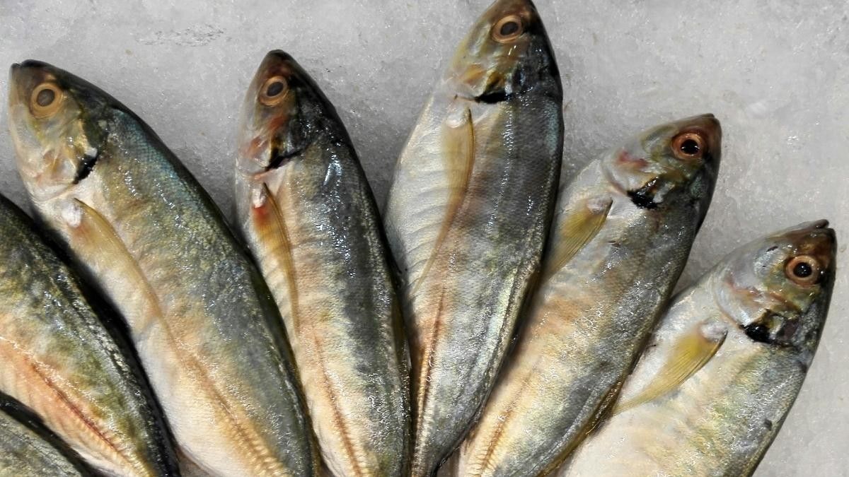 Manfaat Makan Ikan Makarel untuk Kesehatan Tubuh