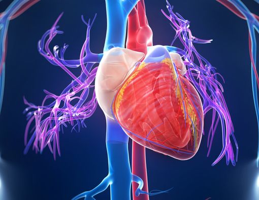 Bagaimana Asam Lemak Omega-6 Bisa Mencegah Penyakit Jantung?