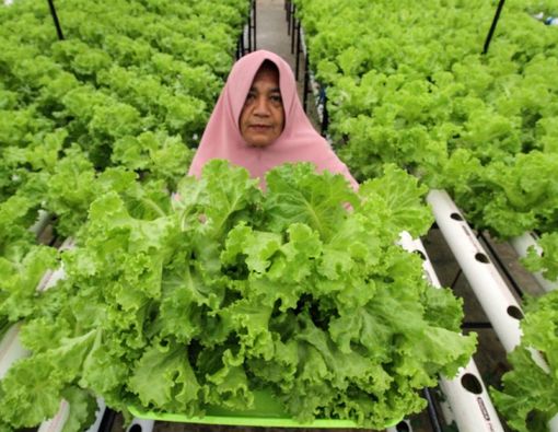 Sayur Hidroponik dan Sayur Biasa, Mana yang Lebih Sehat?