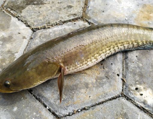 15 Manfaat Ikan Gabus yang Baik untuk Kesehatan
