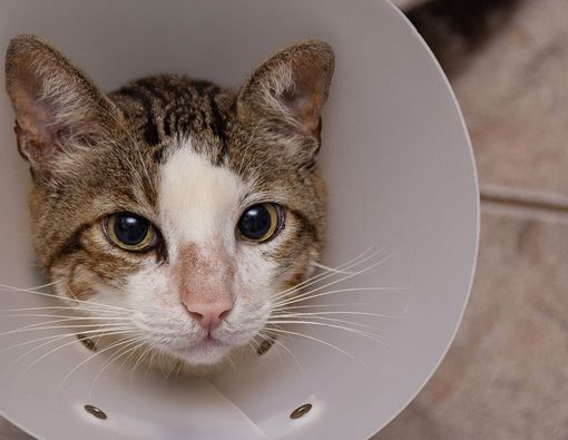 Rekomendasi Kalung Kucing Anti Kutu