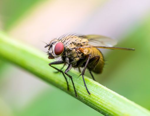 Tak Melulu Soal Diare, Lalat Bisa Sebabkan Kebutaan