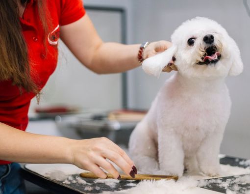 7 Cara Grooming Anjing yang Benar agar Tetap Sehat - KlikDokter