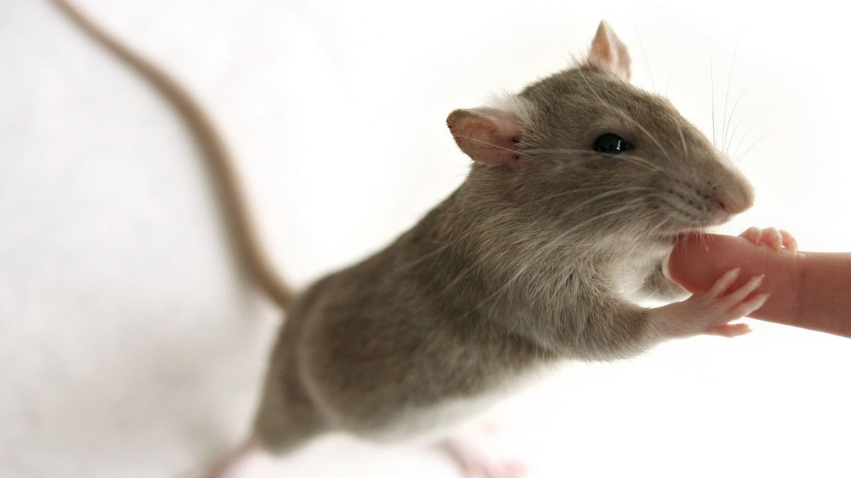 Demam Gigitan Tikus, Bisa Bikin Korban Meninggal Dunia
