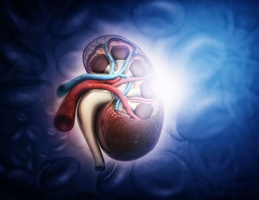 Benarkah Makanan Pemicu Asam Urat juga Bahaya Bagi Ginjal?