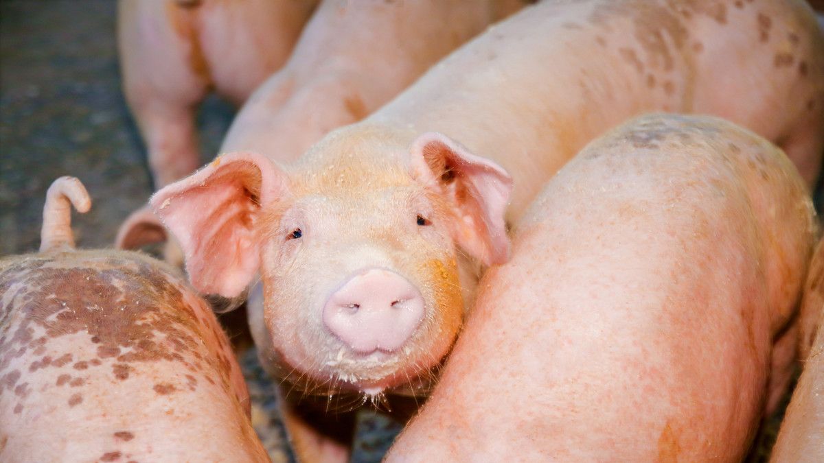Virus Babi Hog Cholera Menular Pada Manusia, Mitos atau Fakta?