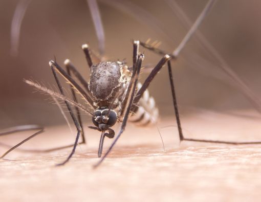 Memerangi DBD dengan Nyamuk Ber-Bakteri Wolbachia