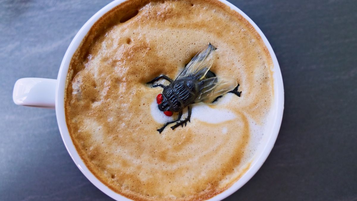 Lalat Masuk ke dalam Minuman, Amankah Dikonsumsi?