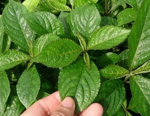 Mengungkap Manfaat Daun Keji Beling