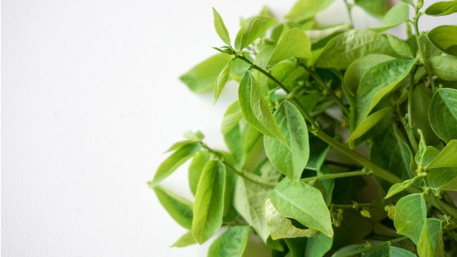 Selain Daun Katuk, Deretan Makanan Ini Juga Perlancar ASI