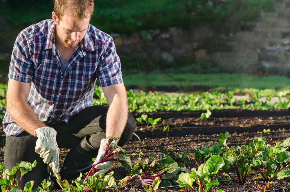 Ini Dia Manfaat Sehat Urban Farming untuk Anak