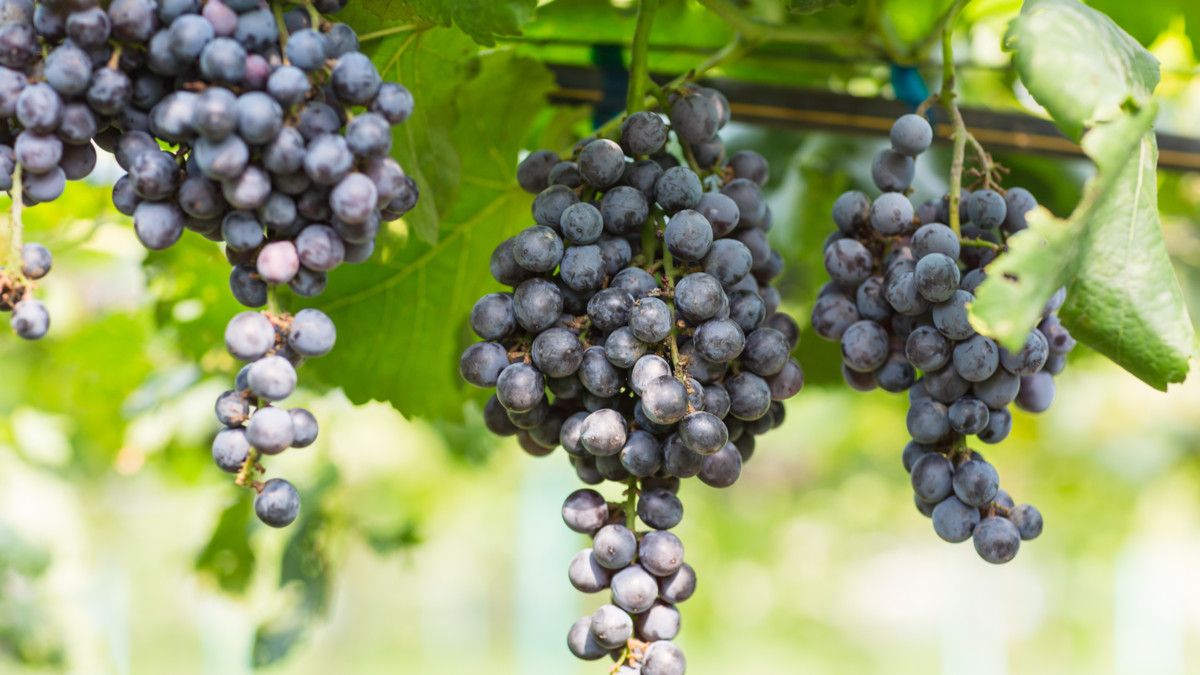 10 Manfaat Makan Anggur Hitam untuk Kesehatan