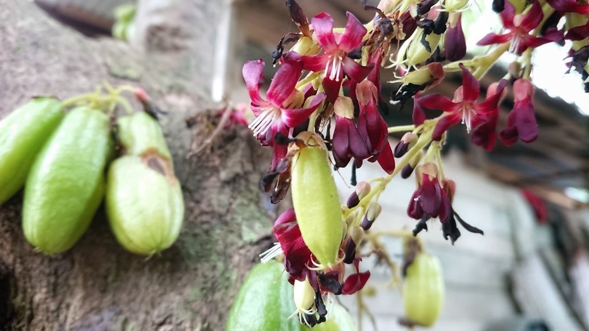 Benarkah Daun dan Buah Belimbing Wuluh Bisa Jadi Obat Diabetes?