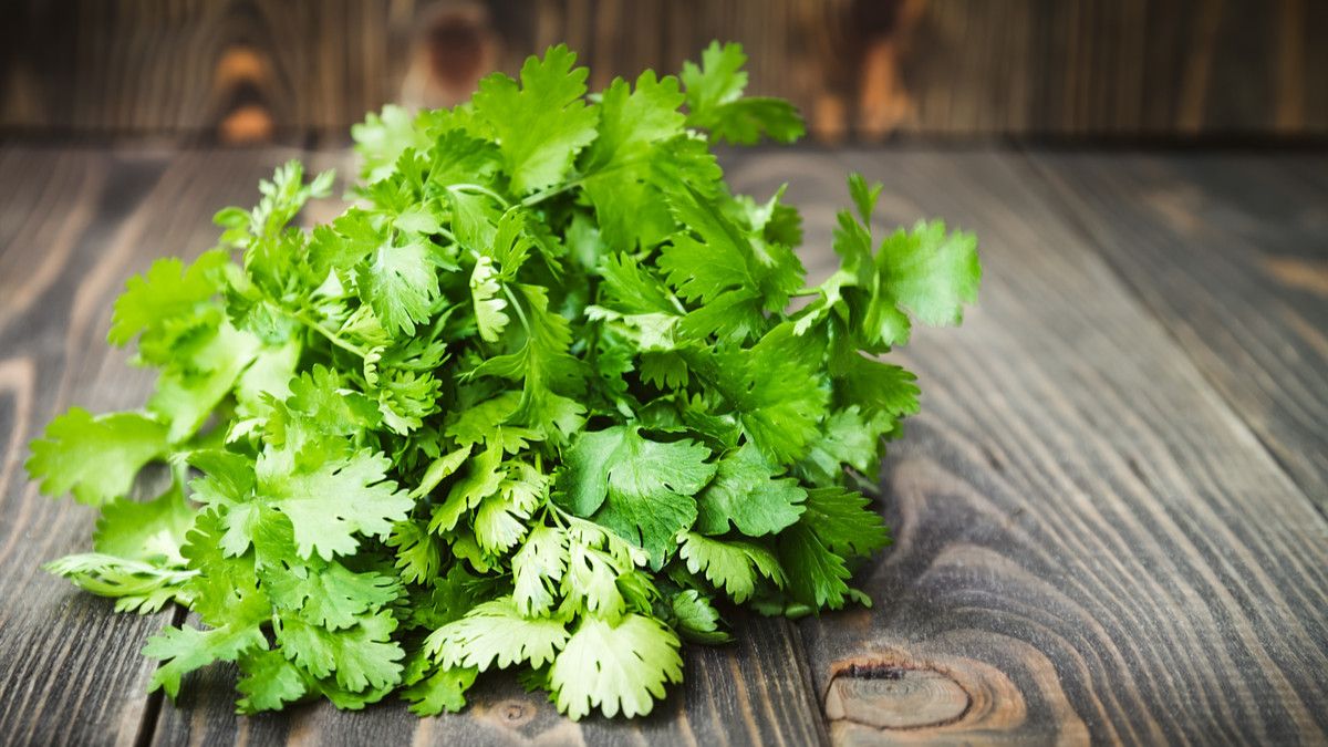 Manfaat Daun Ketumbar, Cegah Kanker hingga Jadi Pengawet Alami