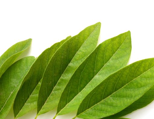 Efek Samping Konsumsi Daun Sirsak Ini Perlu Anda Waspadai