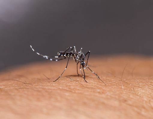 5 Ciri Nyamuk Aedes Aegypti yang Bisa Sebabkan DBD