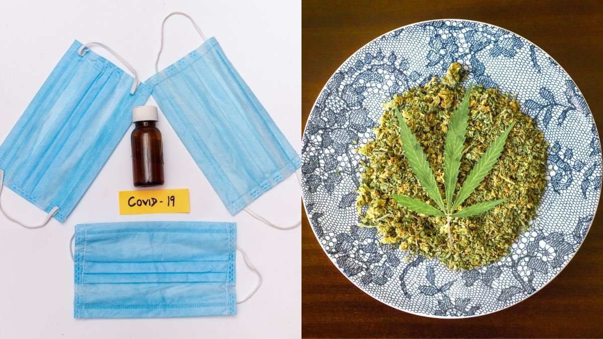 Heboh Ganja Jadi Obat COVID-19, Ini Penjelasannya