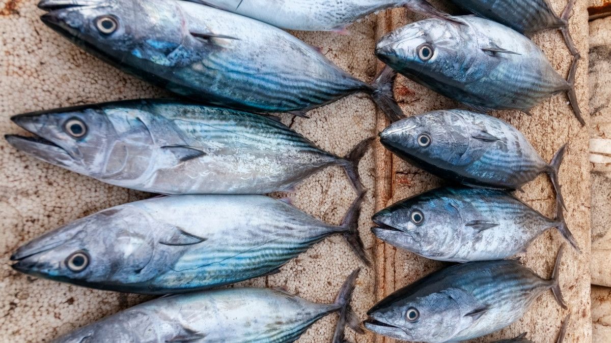 Ragam Manfaat Ikan Tenggiri dan Kandungan Gizinya