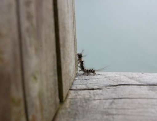 Teliti Tiga Jenis Ulat Bulu