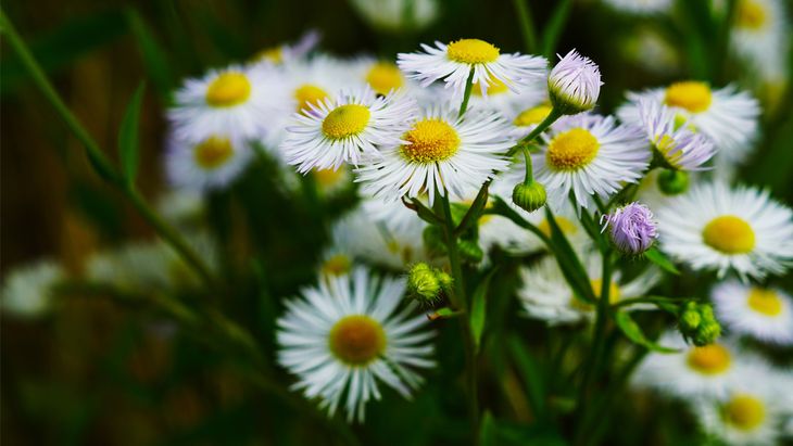 Manfaat dan Cara Penggunaan Chamomile untuk Atasi Kulit Sensitif