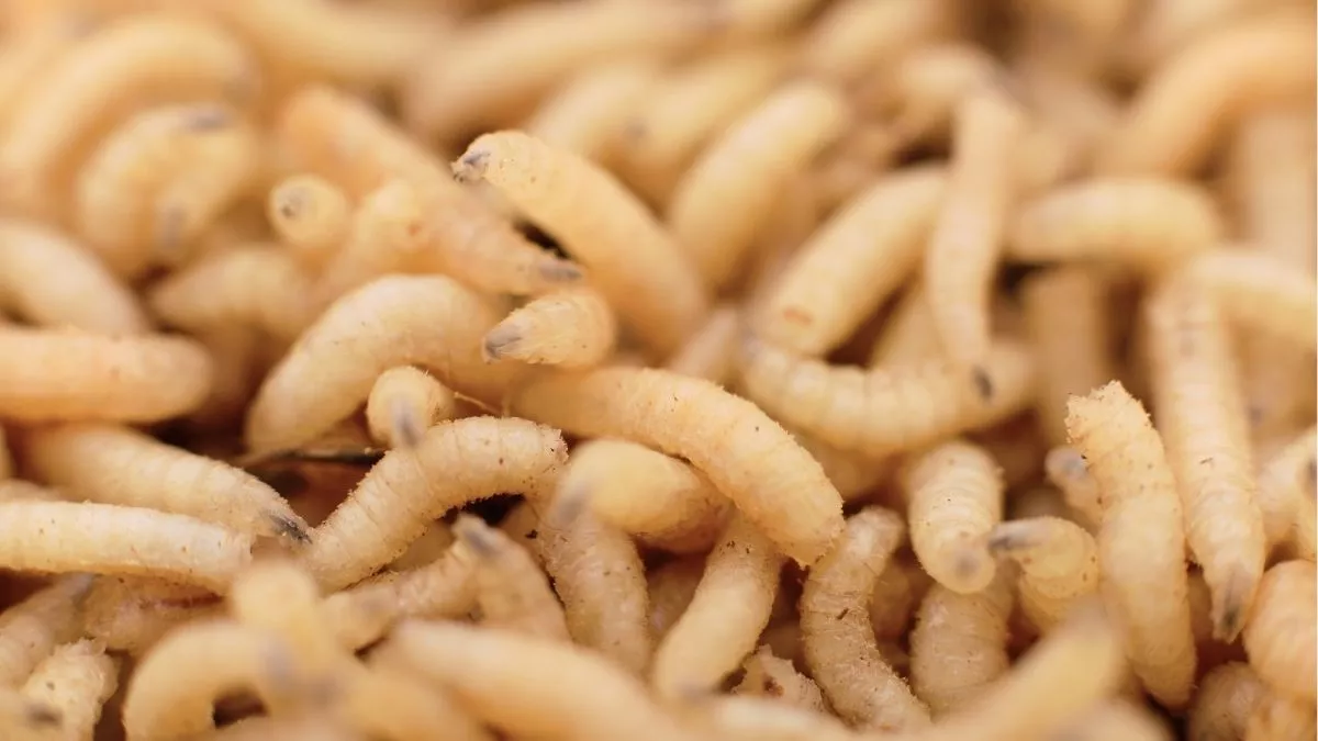 Maggot Therapy, Perawatan Luka Diabetes Pakai Belatung