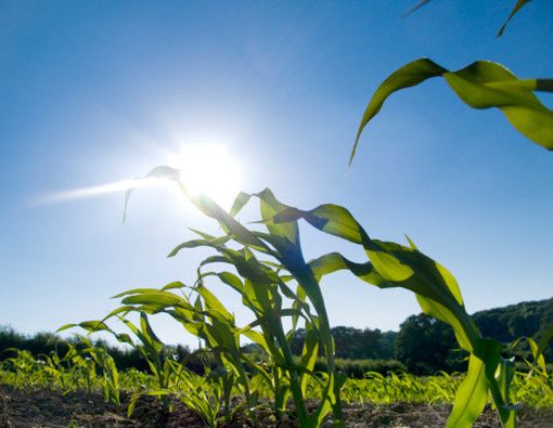 Gizi Sayur dan Sinar Ultraviolet
