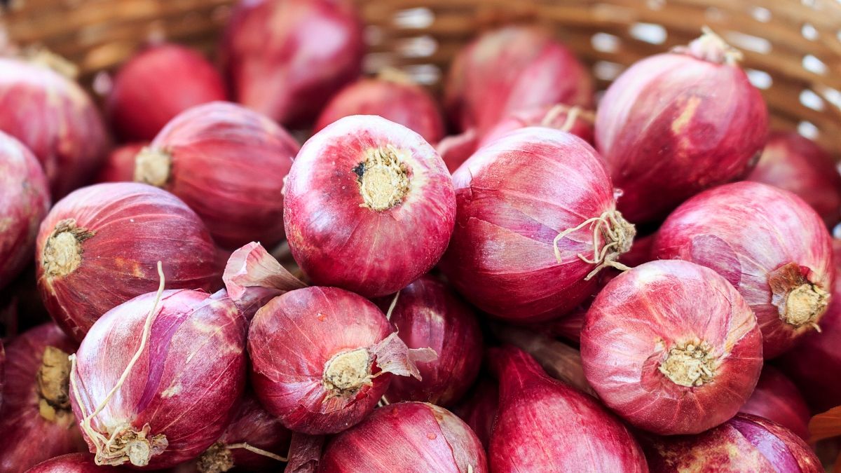 Mengenal Manfaat Lokio atau Lengkio (Bawang Batak) untuk Kesehatan