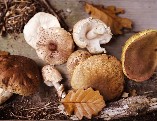 Benarkah Jamur Memang Bermanfaat untuk Kesehatan?