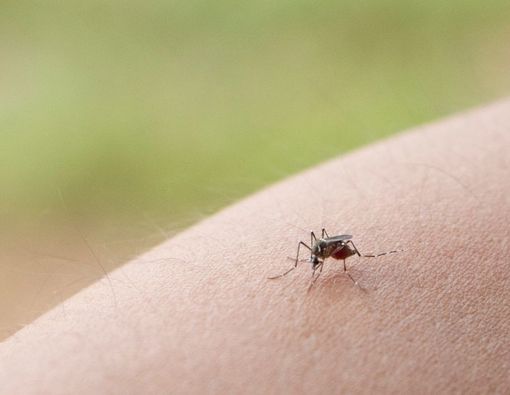 Mengenal Gejala dan Cara Mengobati Chikungunya pada Bayi