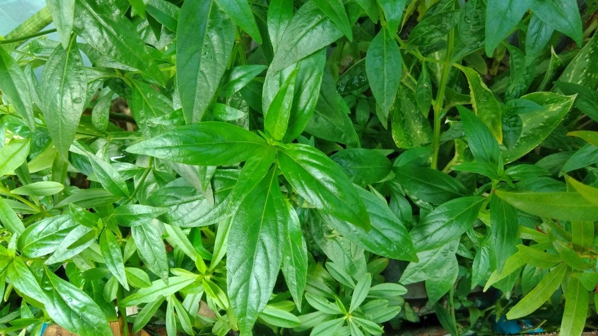 Efek Samping Daun Sambiloto Jika Dikonsumsi Sembarangan