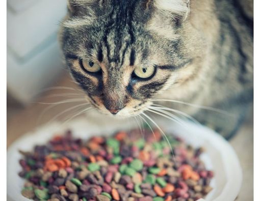 Viral Manusia Cicip Makanan Kucing, Apa Efek Kesehatannya?