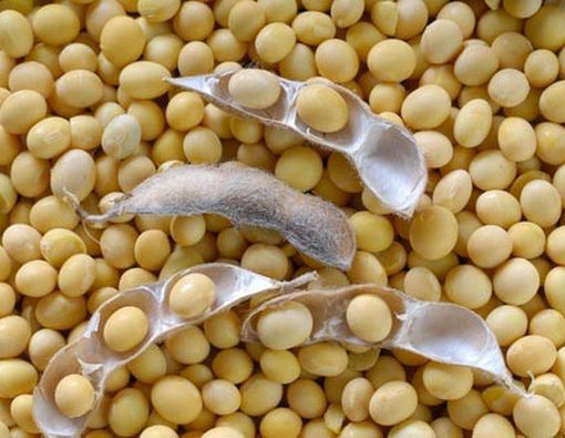 Protein Kedelai dan Kolesterol