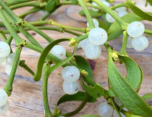Inilah Manfaat Mistletoe untuk Kulit dan Rambut