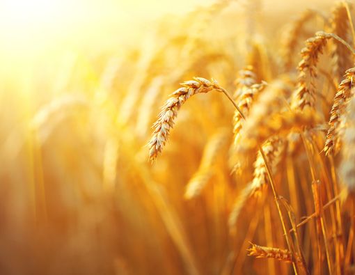 Manfaat Gandum Utuh untuk Kesehatan Anak