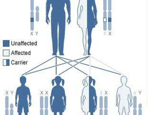 Penelitian Terbaru Bagi Penderita Hemophilia B