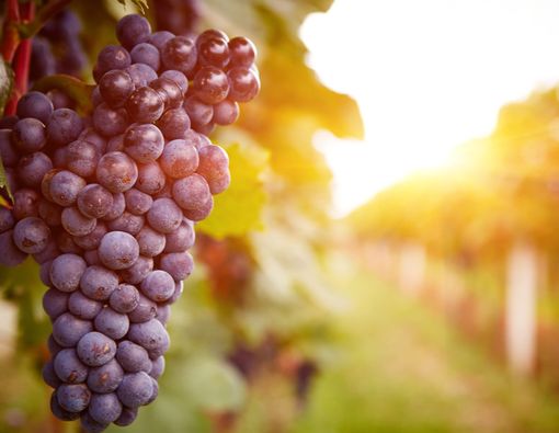 7 Sumber Antioksidan Terbaik untuk Tubuh