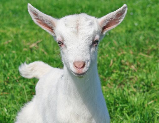 Zoofilia, Penyimpangan Seksual dengan Binatang