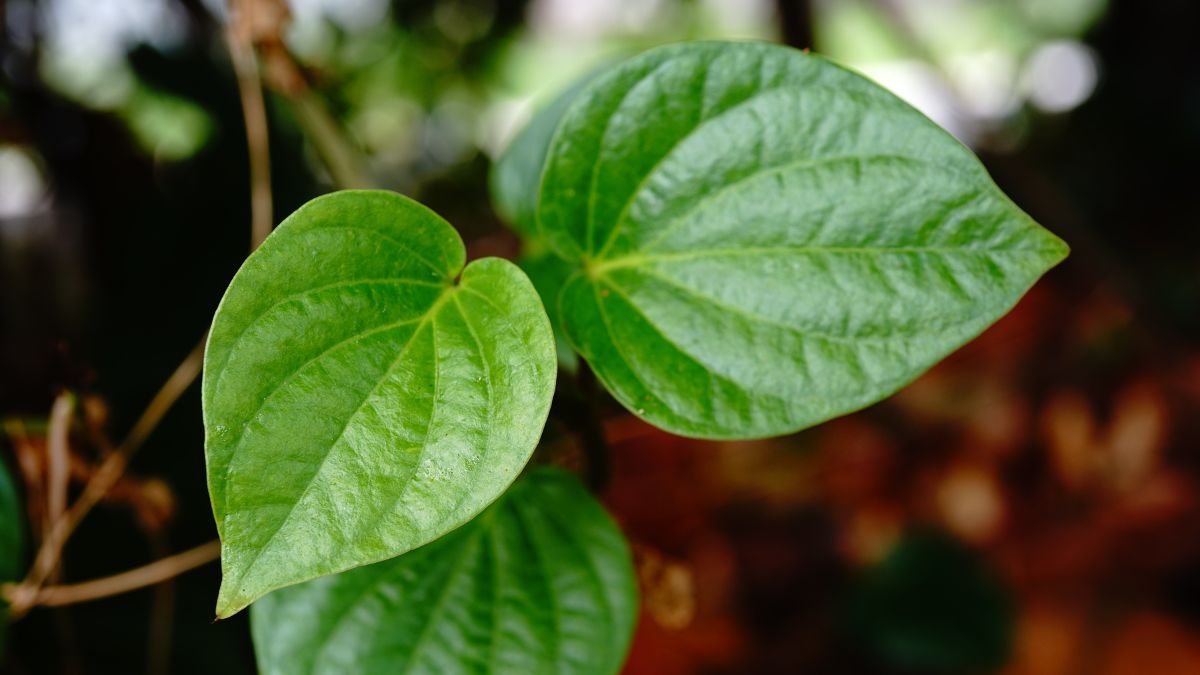Efektifkah Daun Sirih untuk Menghentikan Haid?