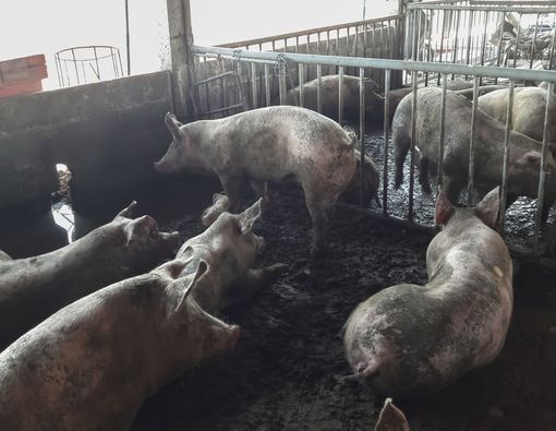 Flu Babi Afrika, Penyakit Apa Ini?