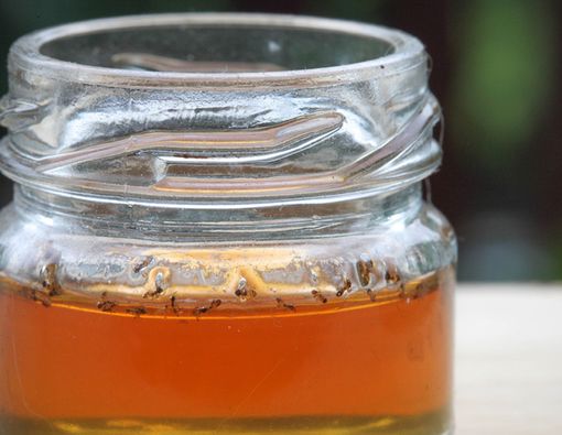 Madu Asli Tidak Dikerumuni Semut, Mitos atau Fakta?