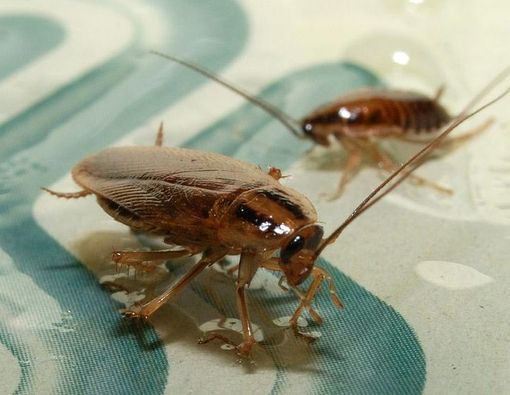 Awas, Kecoak Bisa Bikin Alergi Kambuh