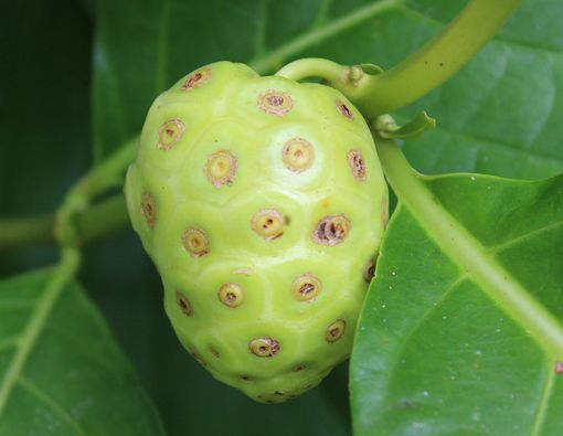 Ibu Hamil Sebaiknya Hindari Makan Mengkudu, Ini Alasannya