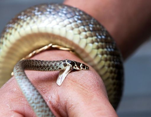 10 Pertolongan Pertama pada Korban Gigitan Ular