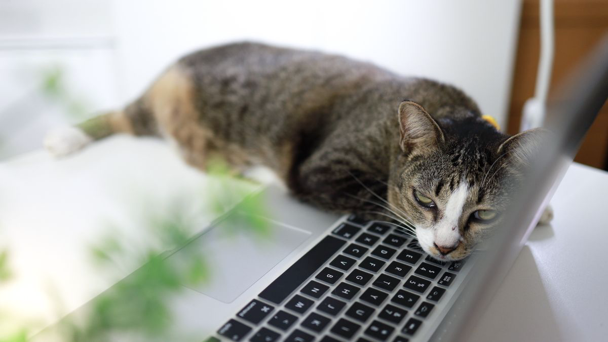 Tanda Kucing Mengalami Sesak Napas