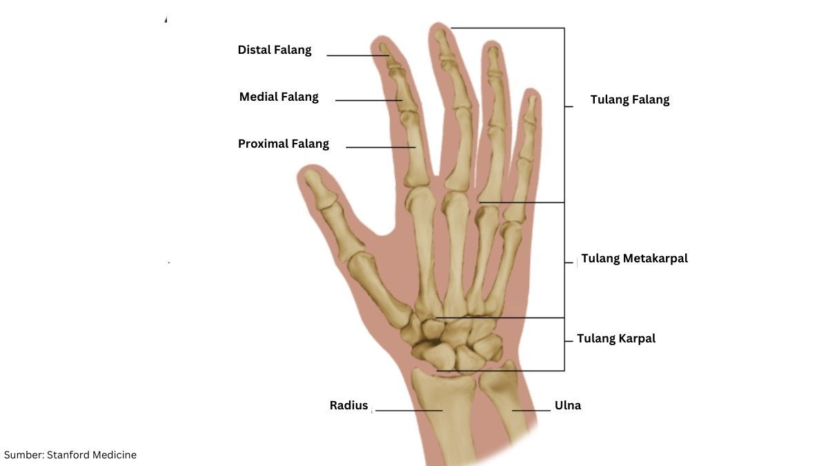 anatomy tulang pergelangan tangan