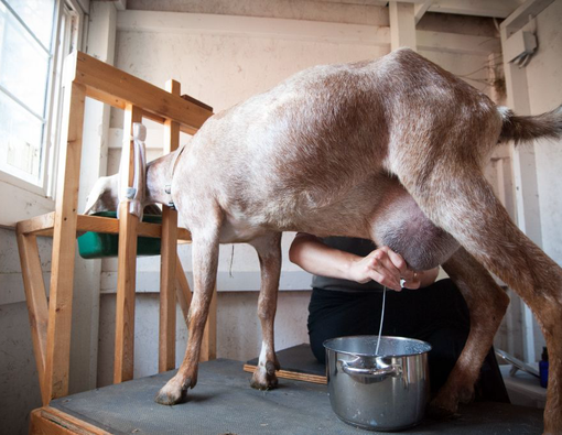 Tak Kalah Sehat, Ini 15 Manfaat Susu Kambing untuk Tubuh