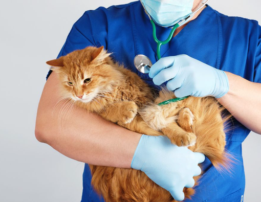 Penyebab dan Cara Mengatasi Kucing Cacingan