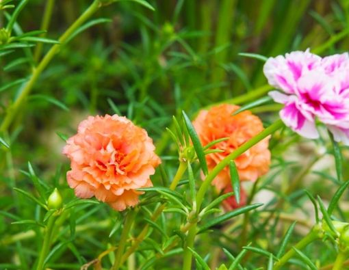 Manfaat Bunga Purslane untuk Kulit