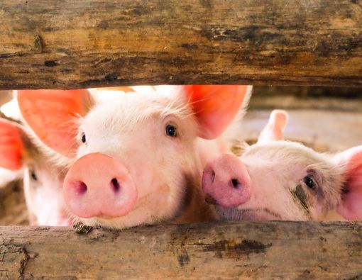 Muncul Virus G4 Flu Babi yang Berpotensi Jadi Pandemi di Tiongkok!